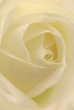 Step close to the delicate heart of a creamy white rose-inspired by the serene sunrise over Canada Square-where each petal unfurls in a perfect spiral, velvety and almost translucent. There's a quiet radiance here, with soft shadows weaving between the ivory folds, filling the bloom with a sense of depth and gentle drama unique to Canary Wharf mornings. The petals feel as smooth and inviting as silk, echoing the soft luxury of riverside living in E14. This image radiates a peaceful assurance-the kind shared in moments of sympathy, new beginnings, or heartfelt admiration, making it a beloved choice for local residents and professionals alike. Imagine the subtle, sweet fragrance drifting through light-filled offices or calm riverside homes, capturing the essence of thoughtful floral artistry found at Flower Delivery Canary Wharf. Each detail, from the precise arrangement to the luminous cream hues, reflects both the elegance of the area and the care of expert hands behind every significant bouquet.